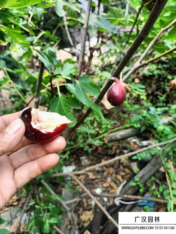波姬紅無花果
