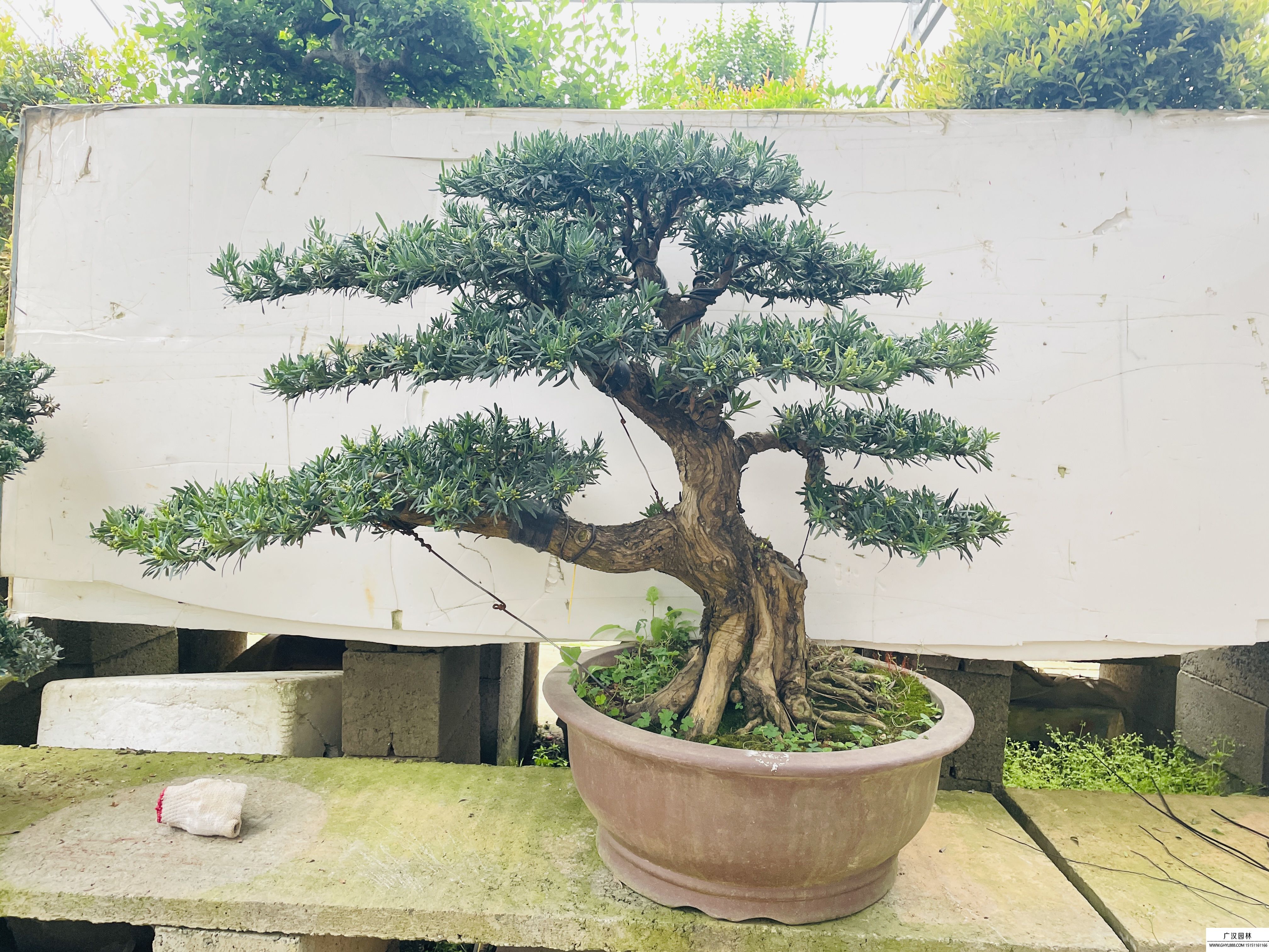 貴妃羅漢松
