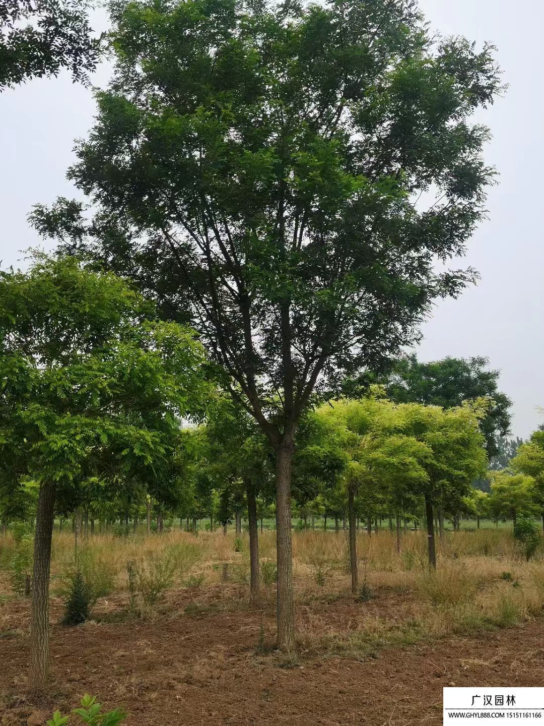 國槐樹