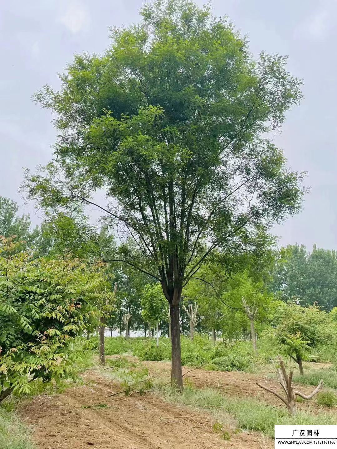 國槐樹