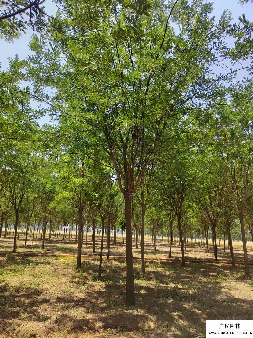 國槐樹