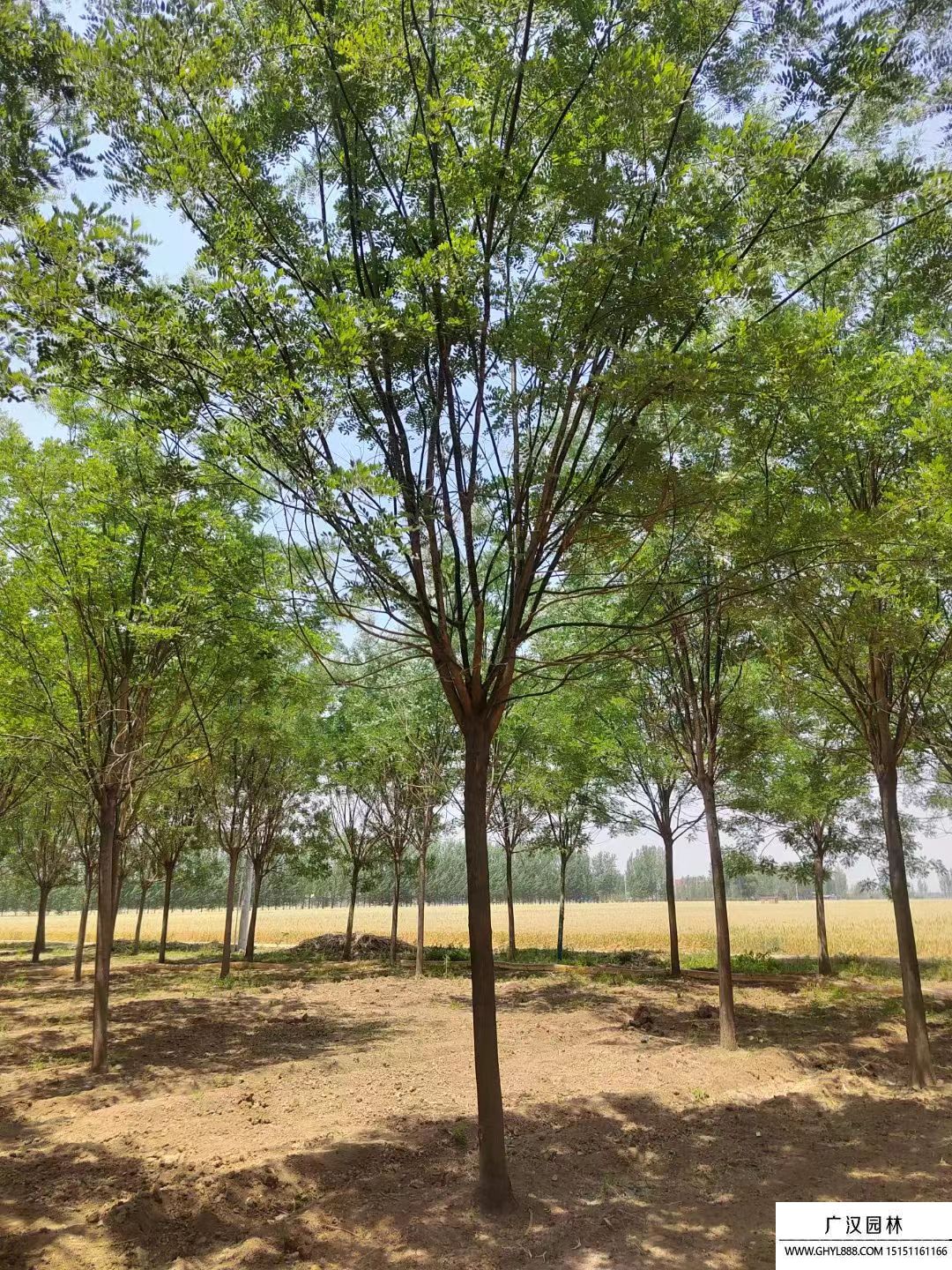 國槐樹