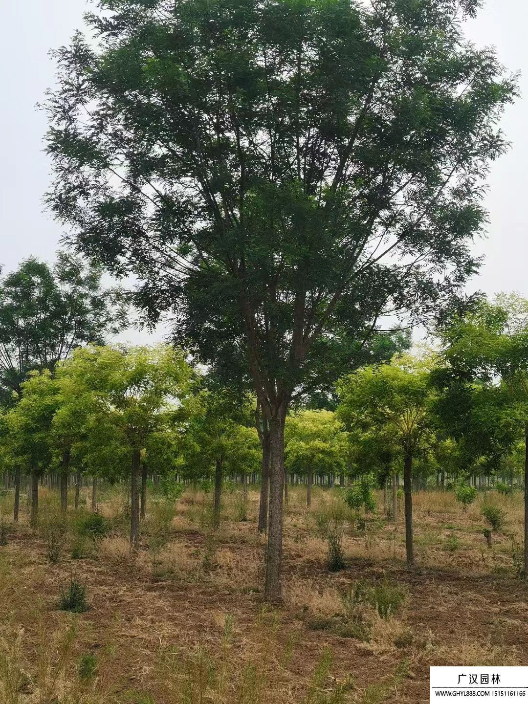 國槐樹