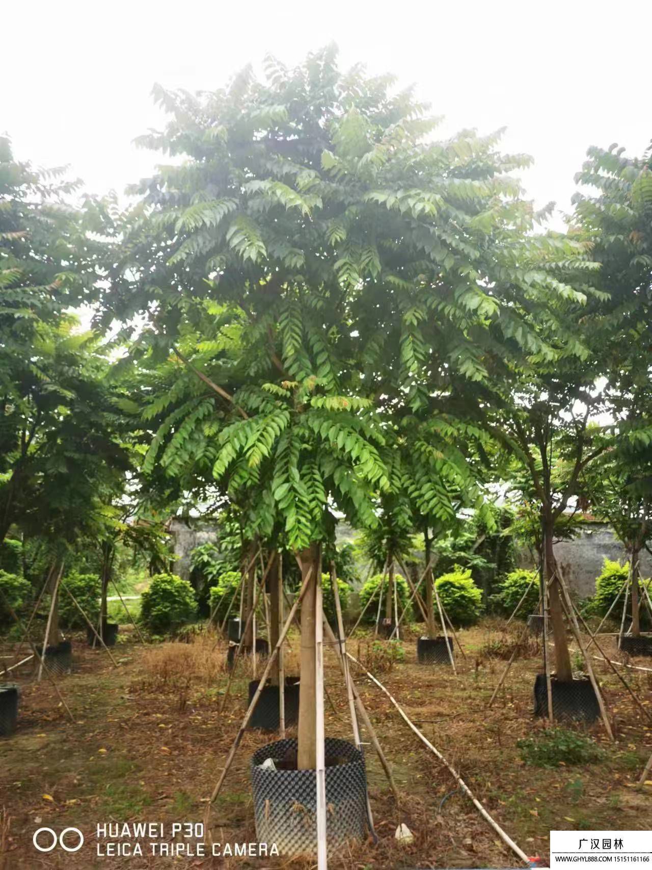 麻楝樹小苗