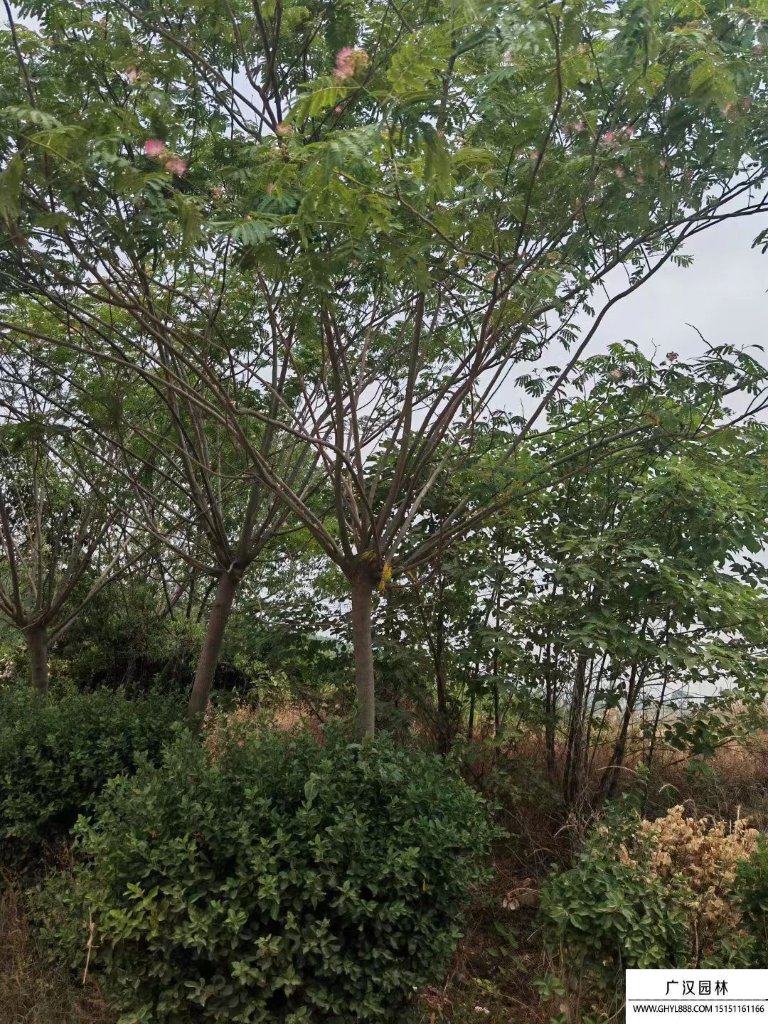 合歡樹