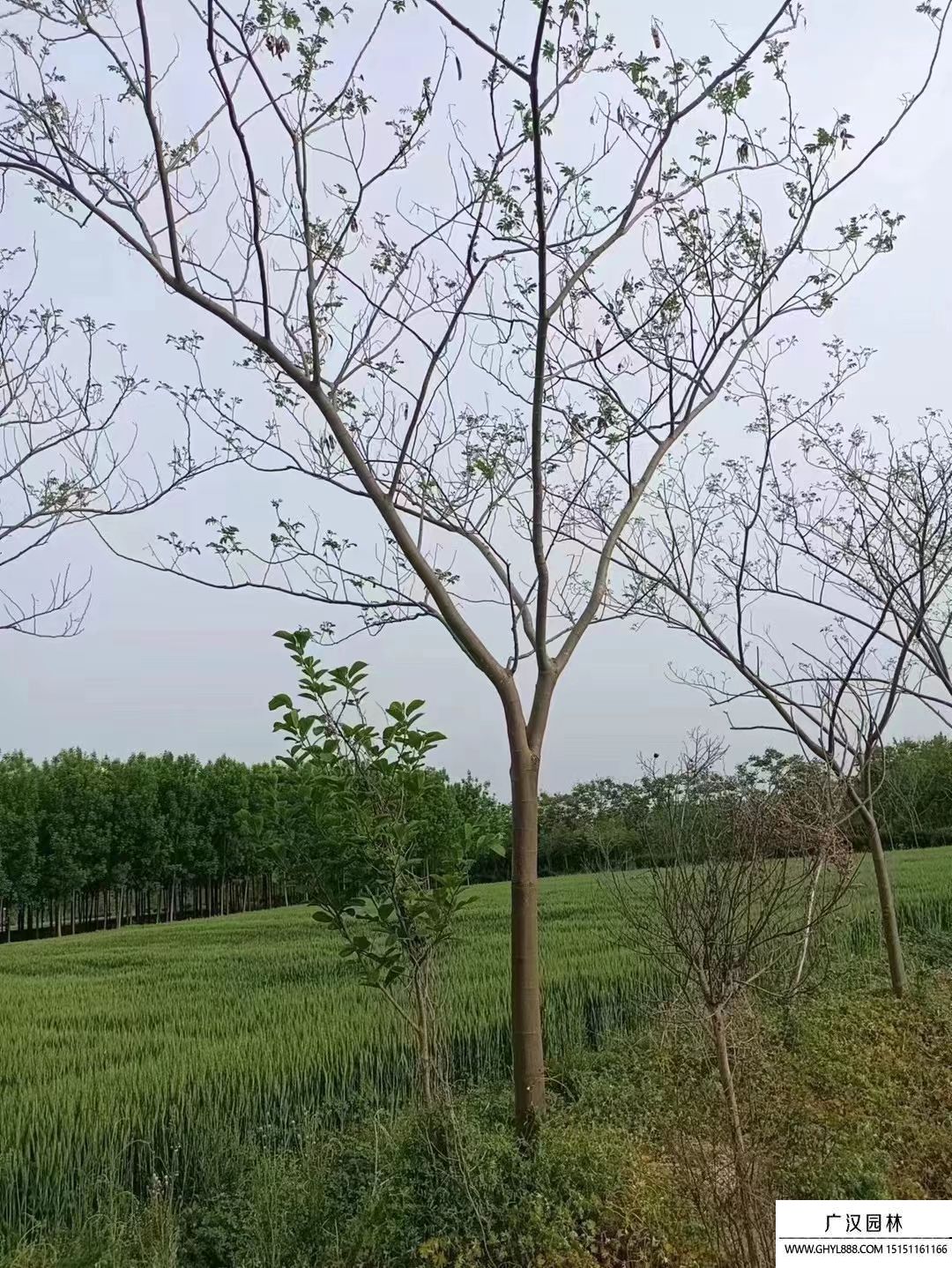 合歡樹