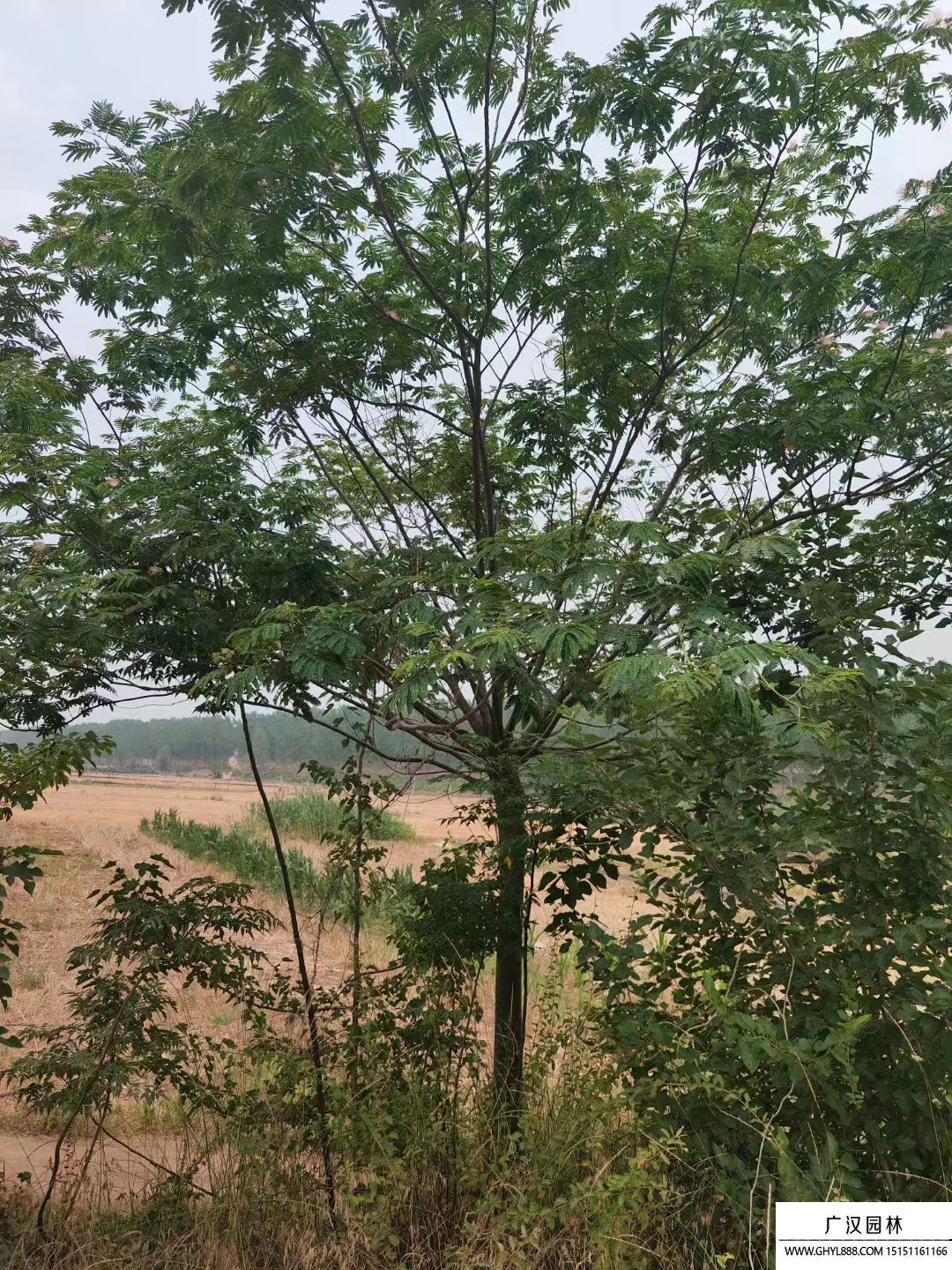 合歡樹