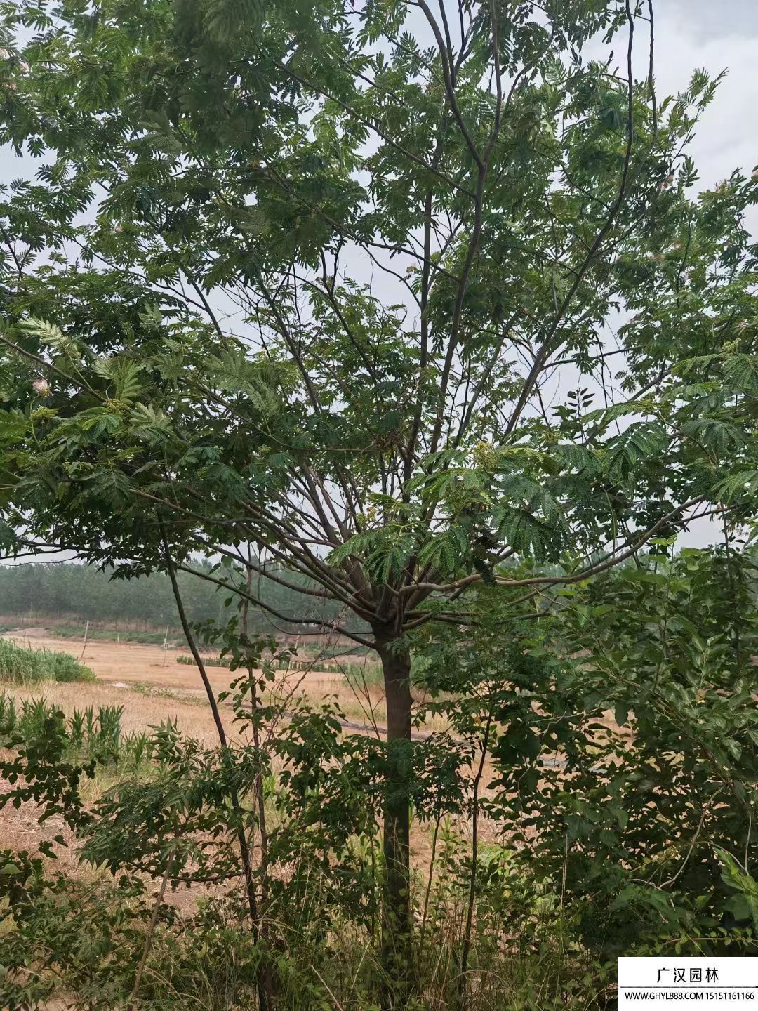 合歡樹