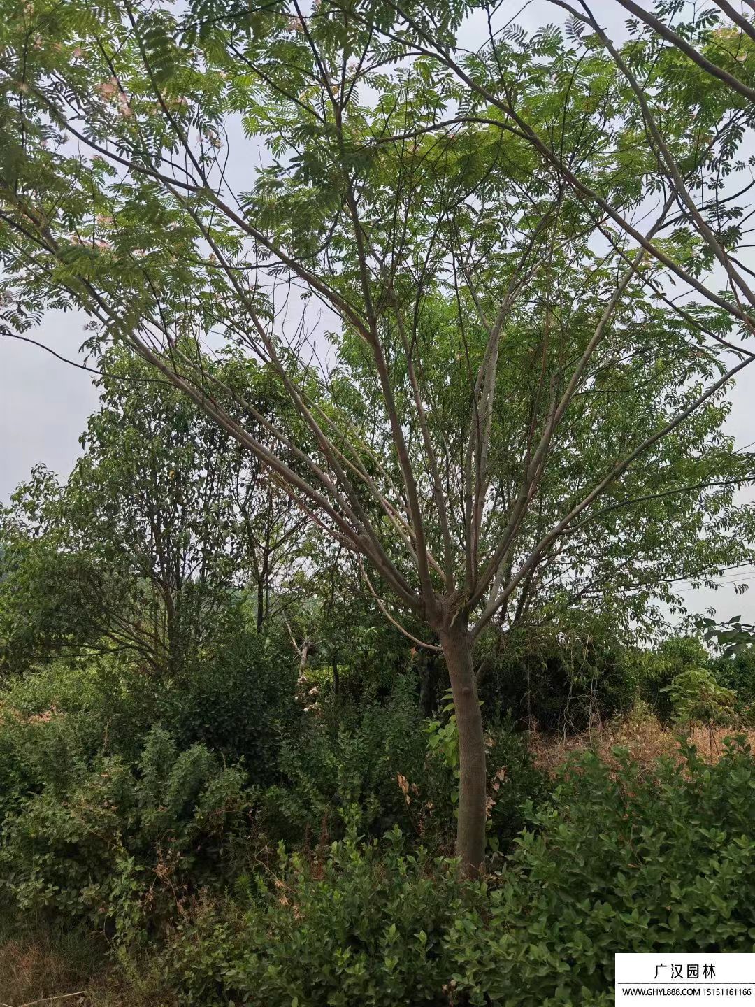合歡樹