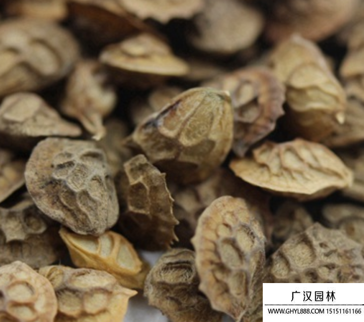 紅豆草種子
