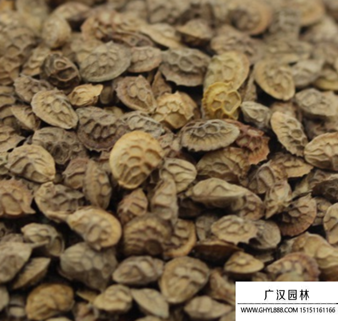 紅豆草種子