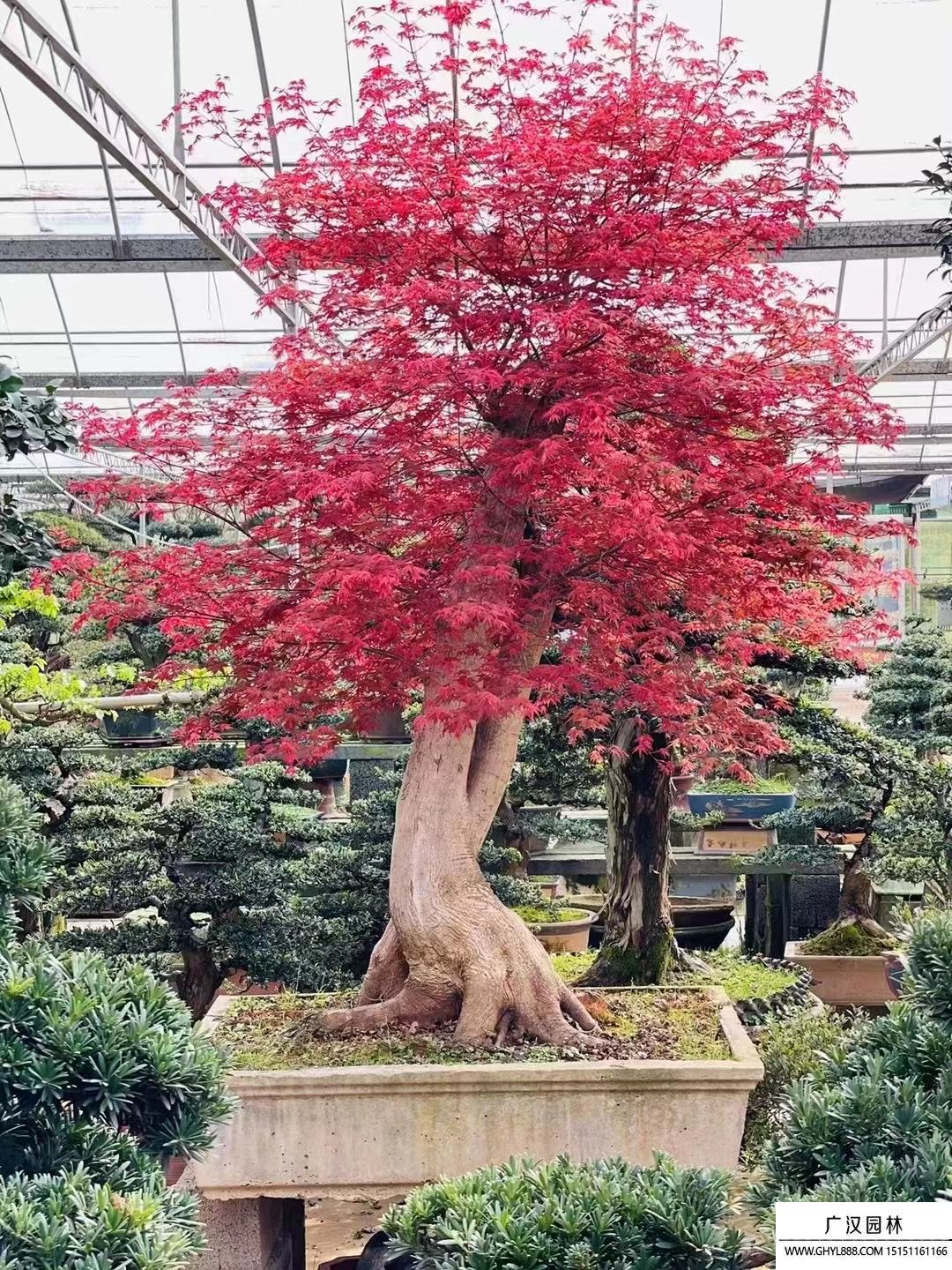 紅楓盆景