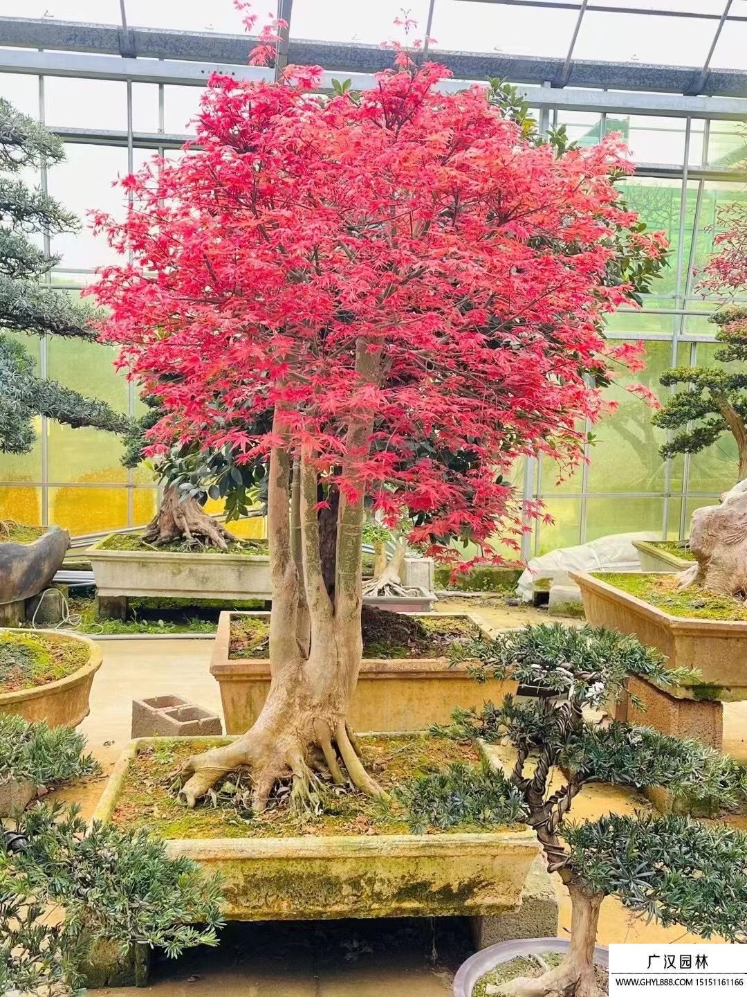 紅楓盆景