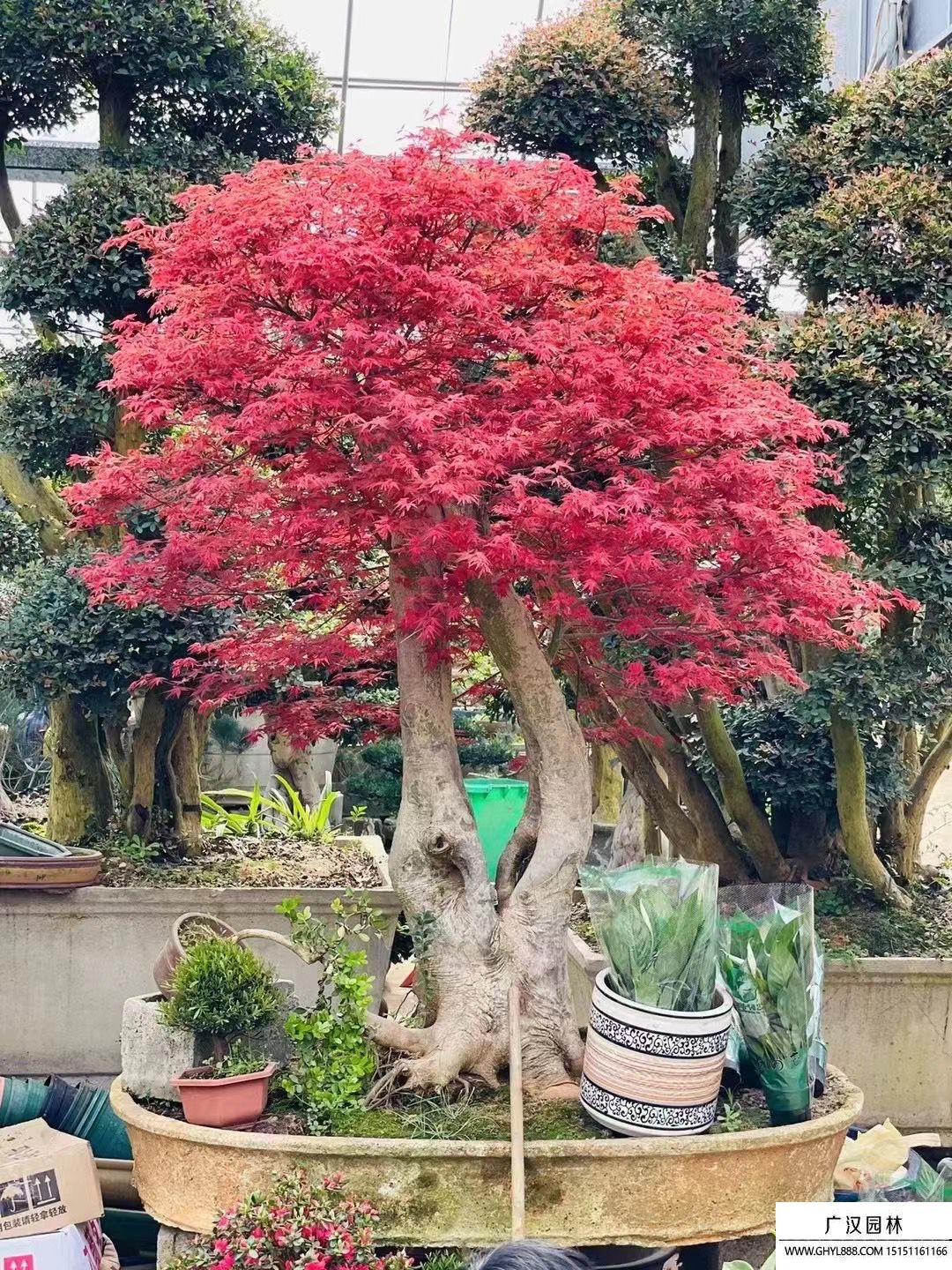 紅楓盆景