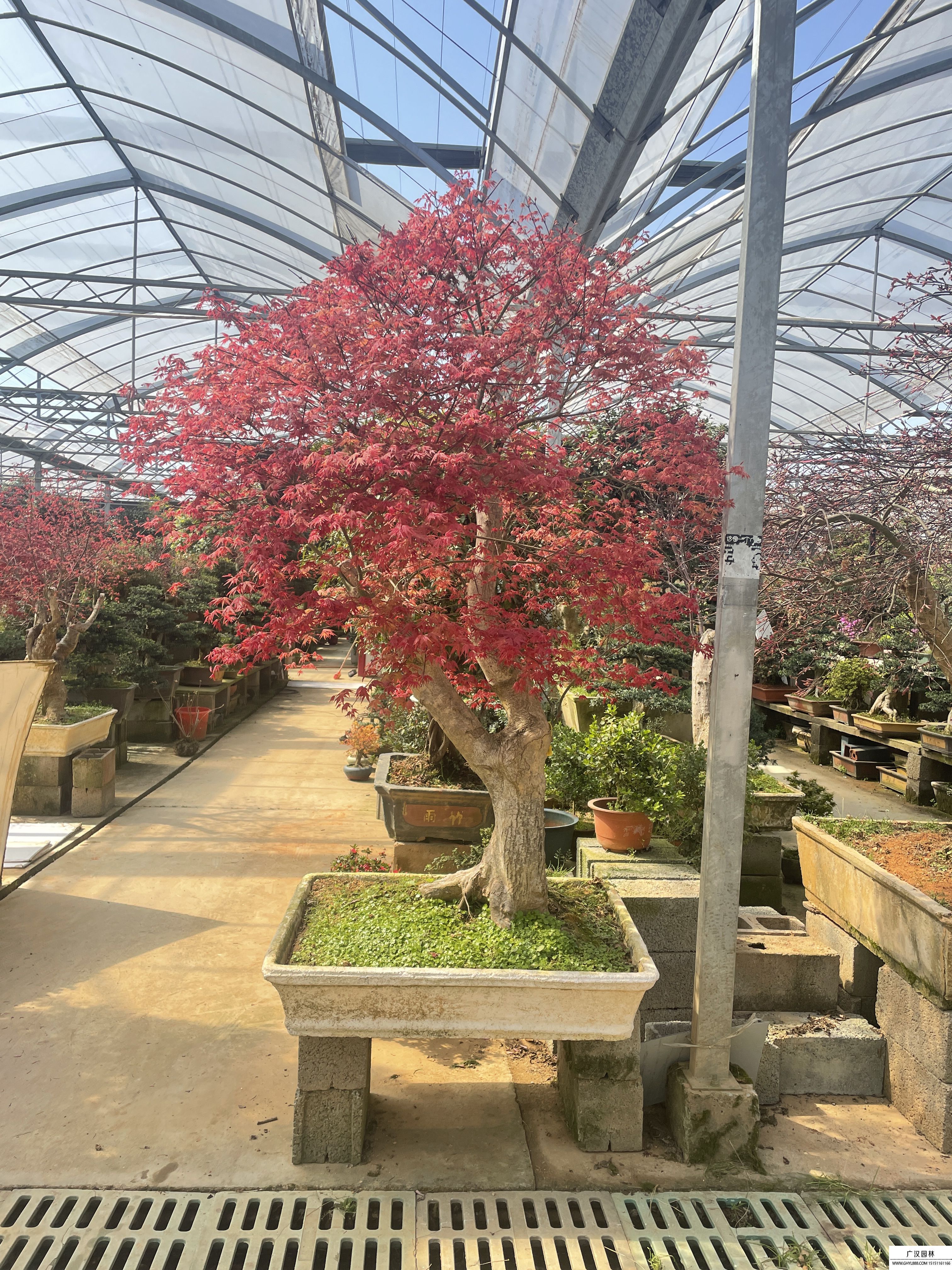 紅楓盆景