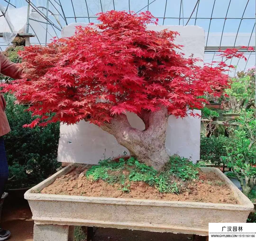 紅楓盆景