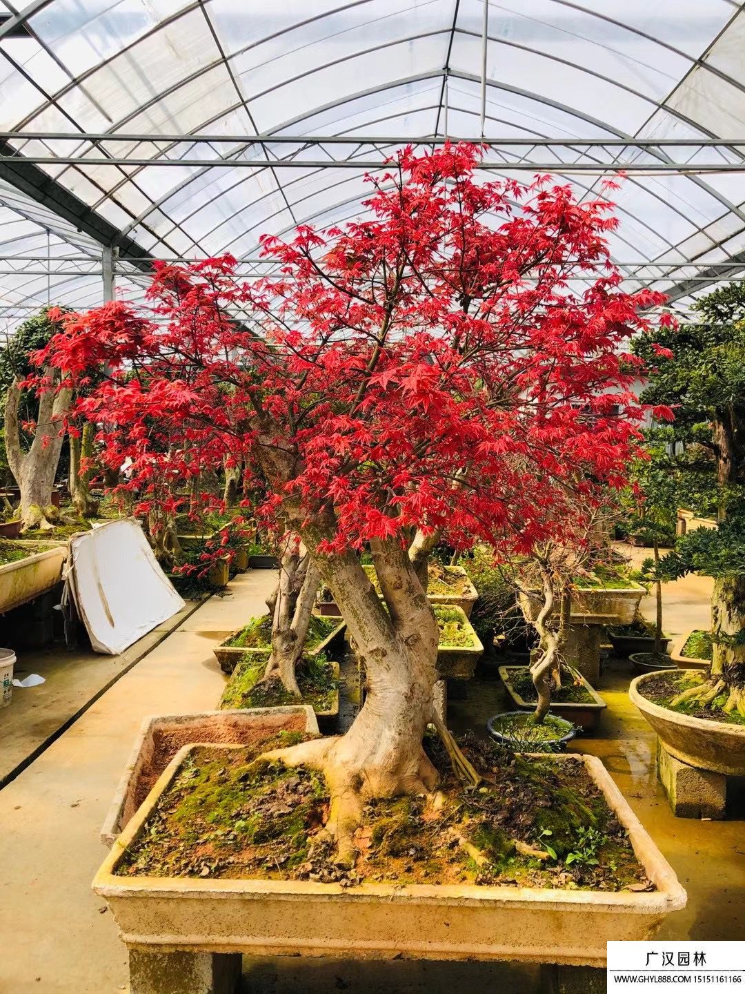 紅楓盆景