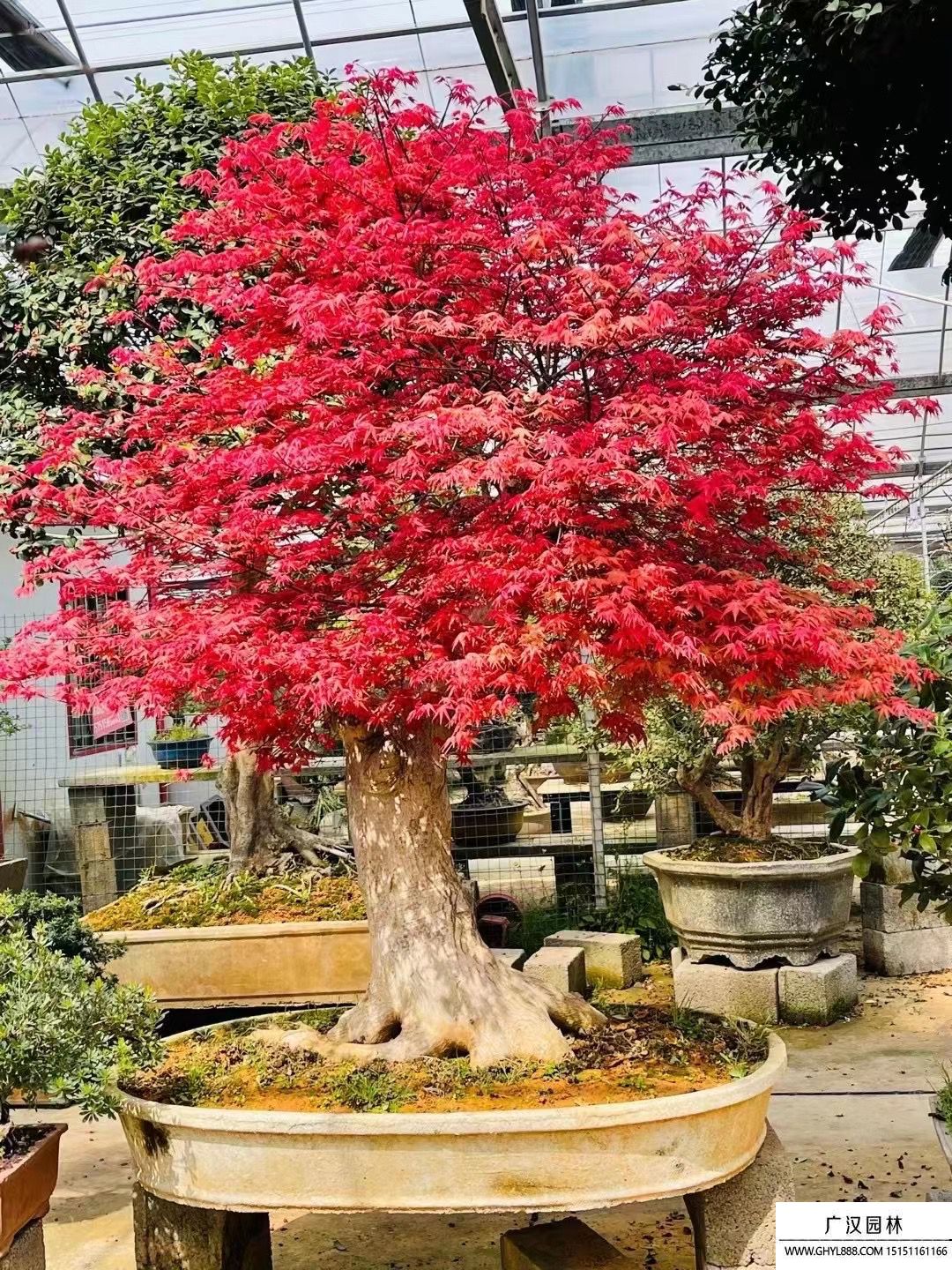 紅楓盆景