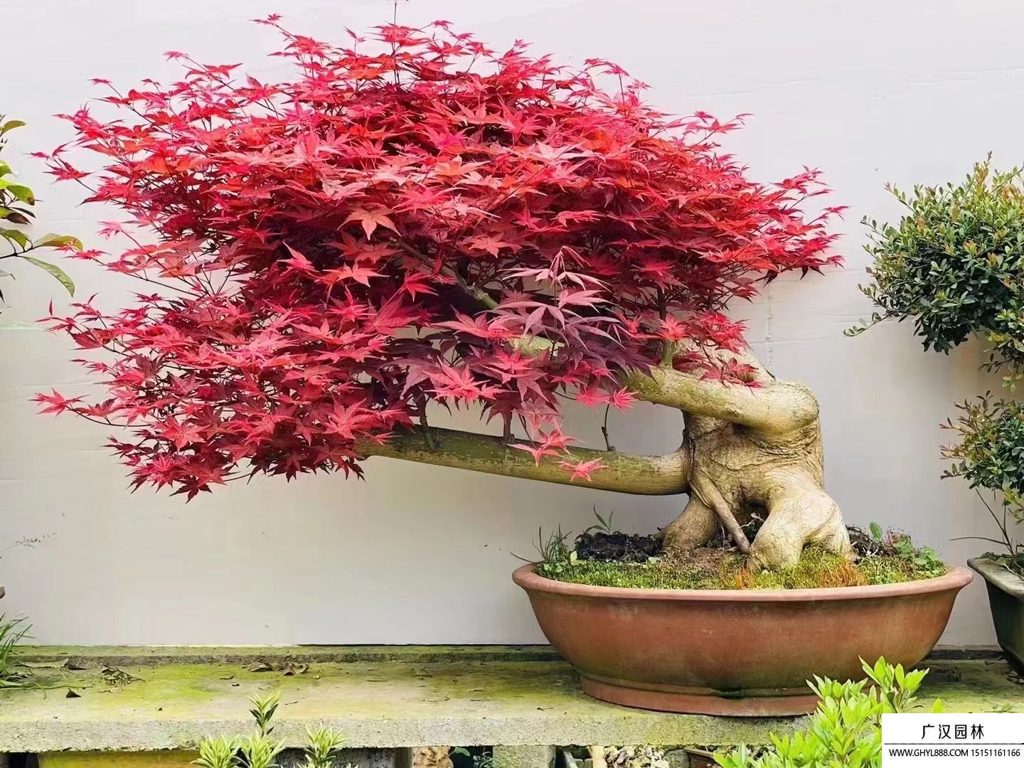 紅楓盆景