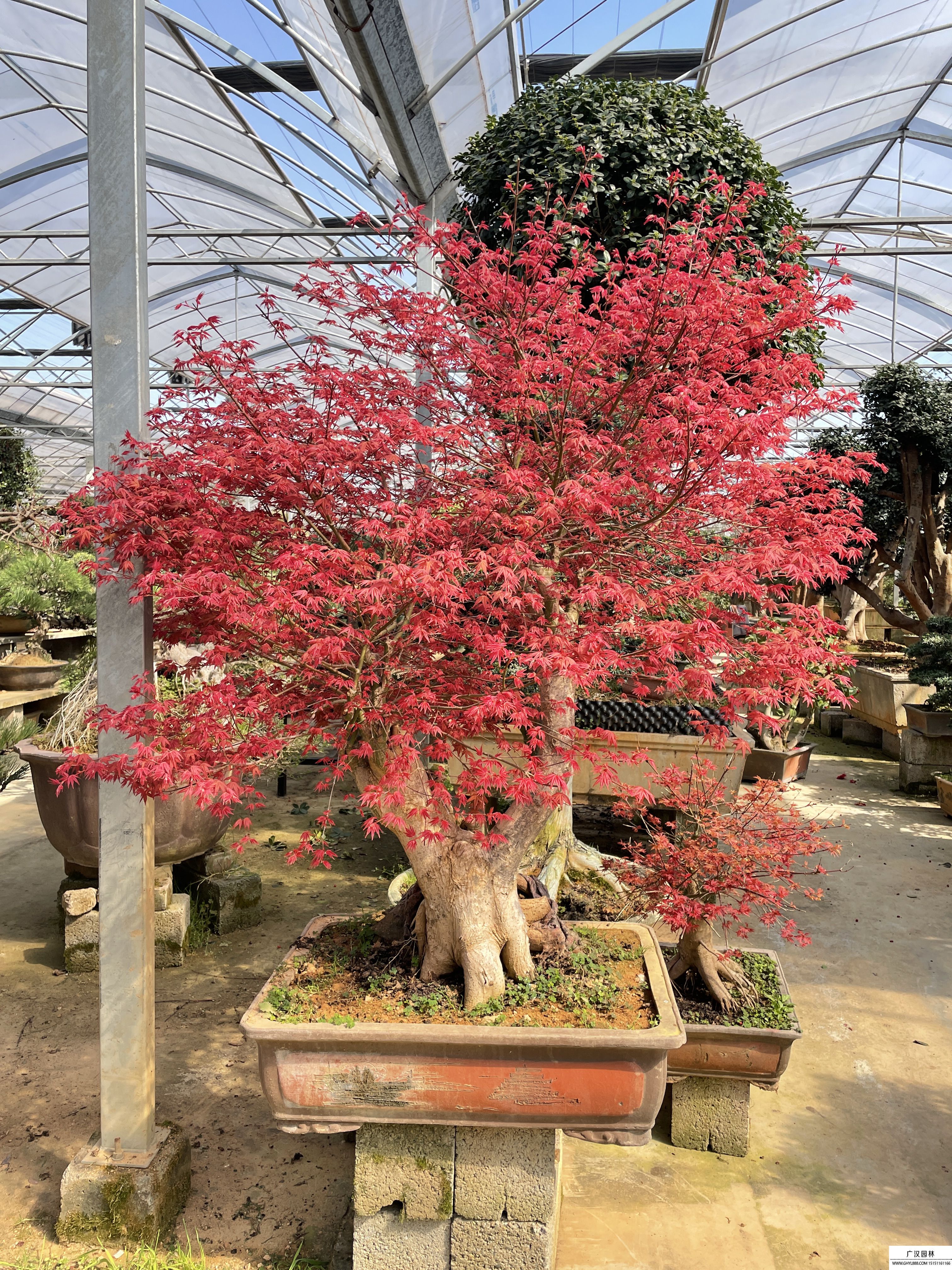 紅楓盆景