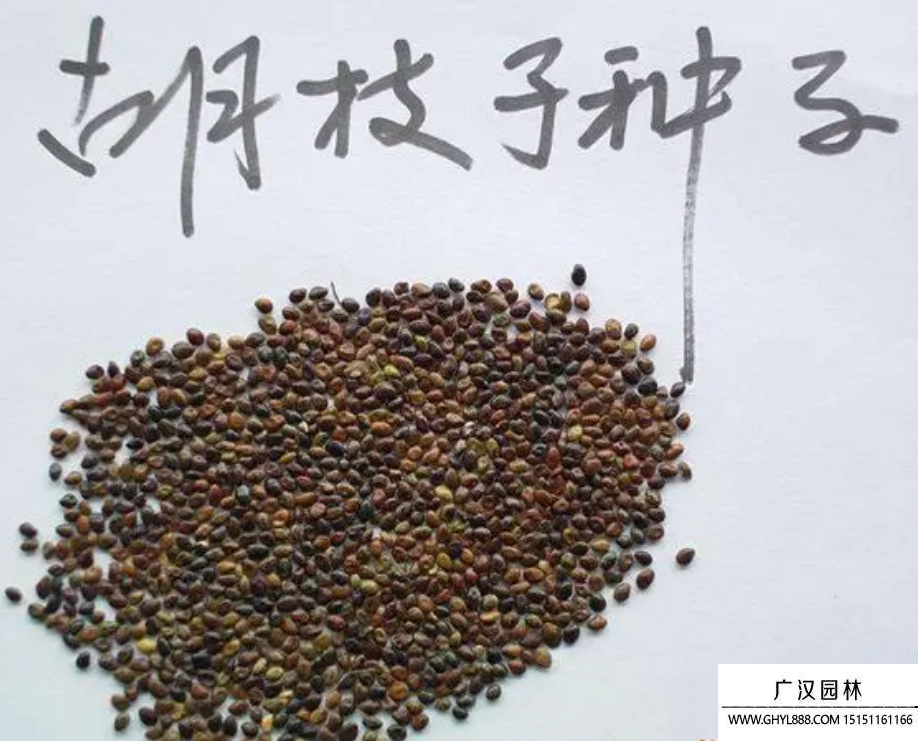 胡枝子種子
