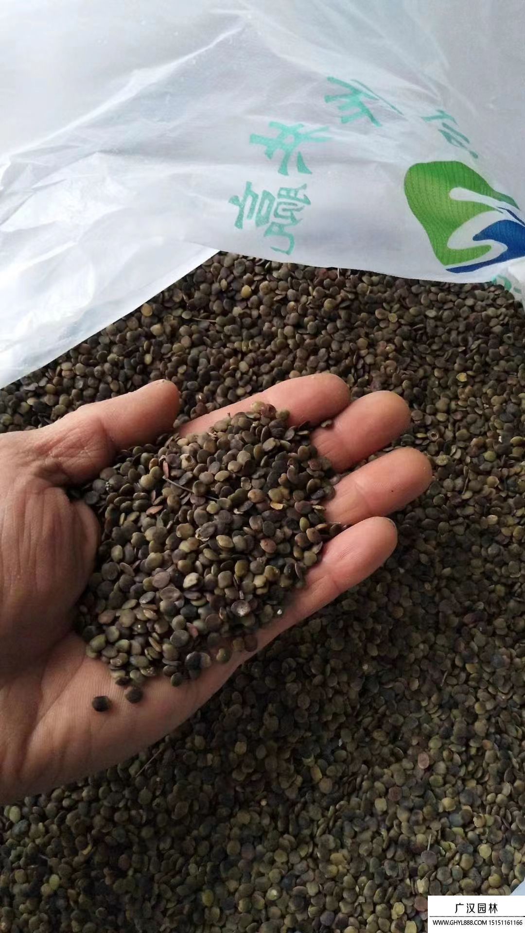 巨紫荊種子