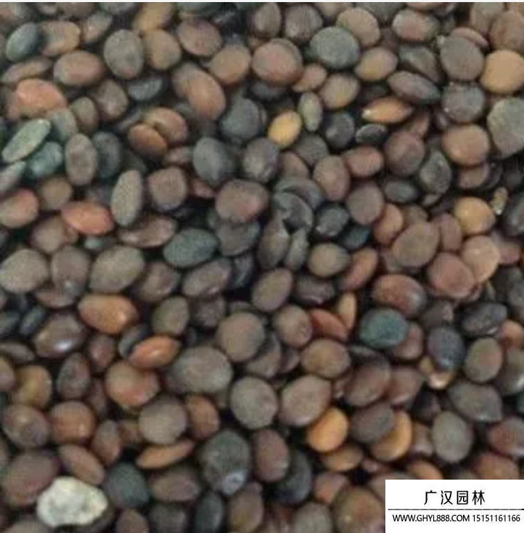 巨紫荊種子
