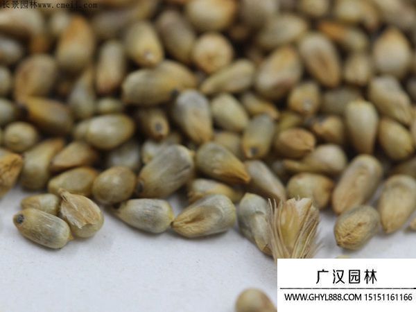 狼尾草種子