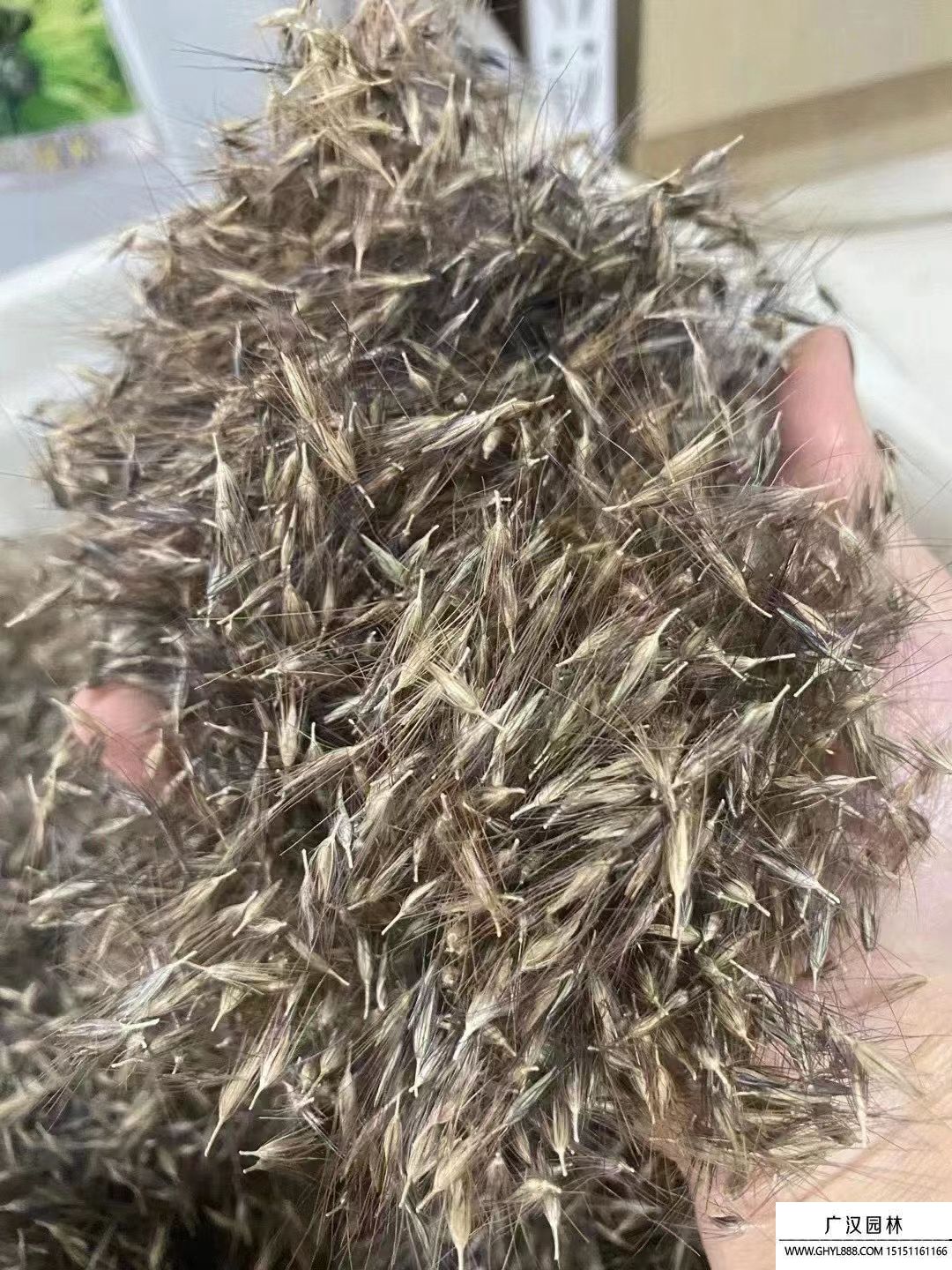 狼尾草種子