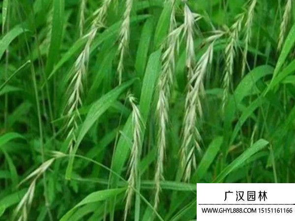 老芒麥種子