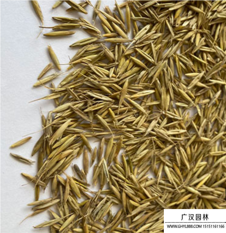 老芒麥種子