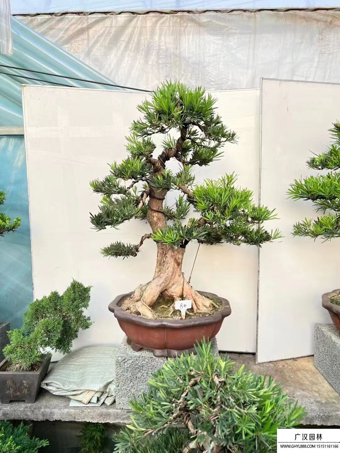 羅漢松