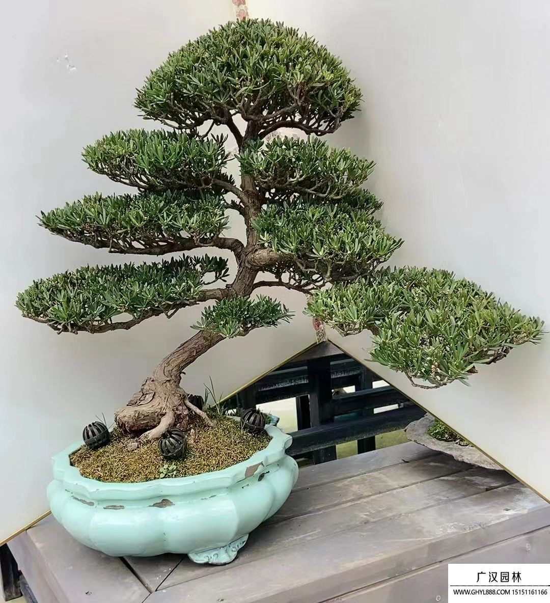 羅漢松