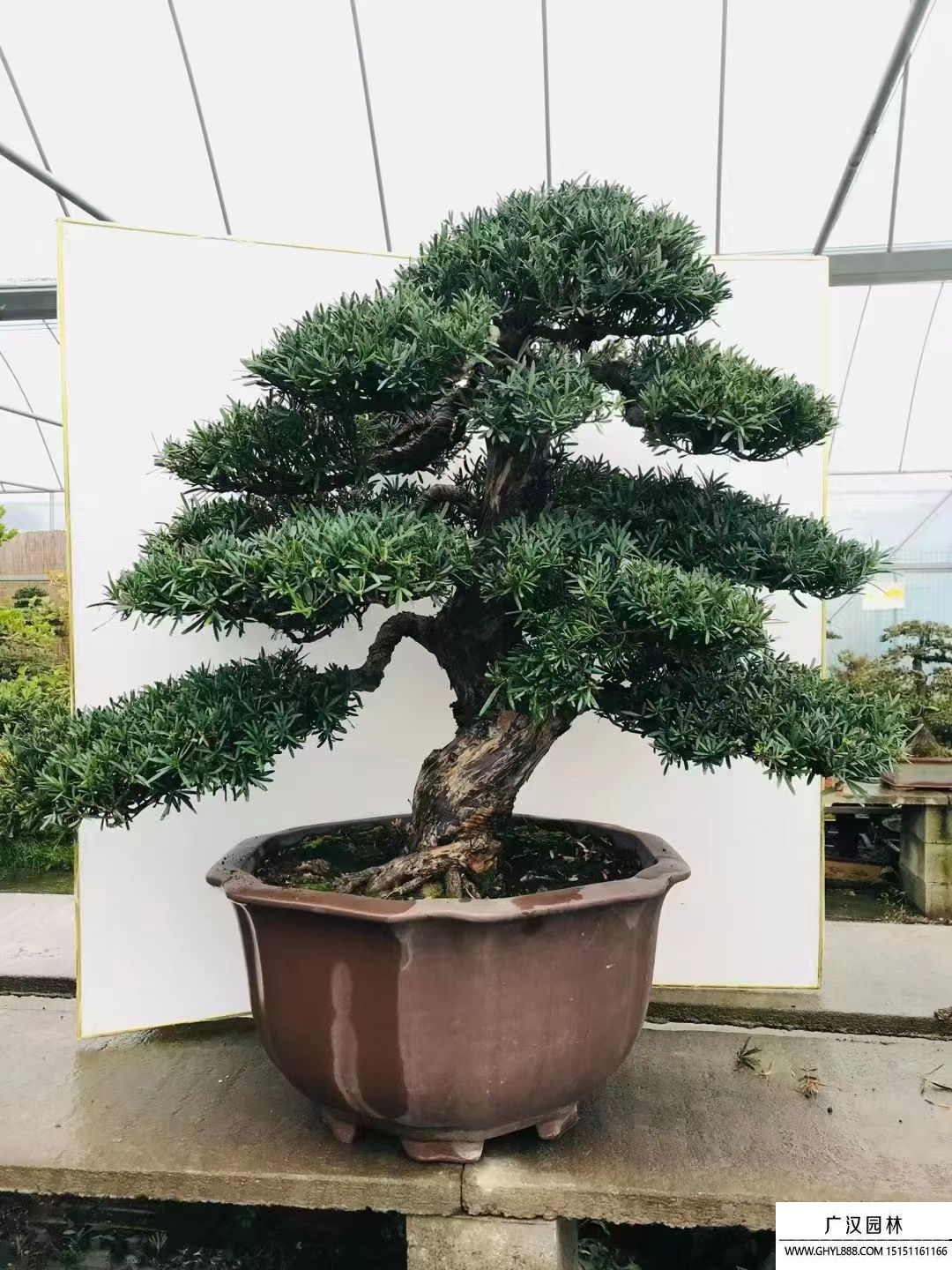羅漢松
