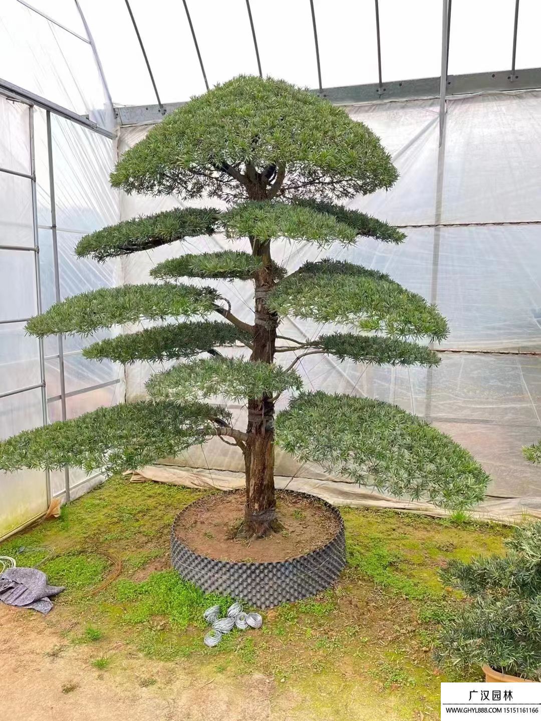 羅漢松
