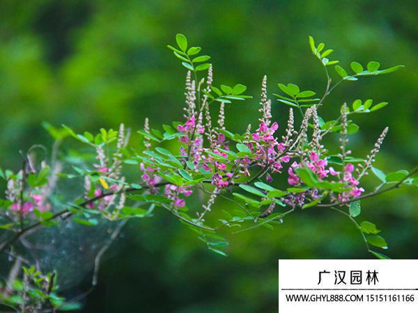 馬棘種子