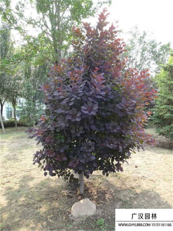 紅櫨