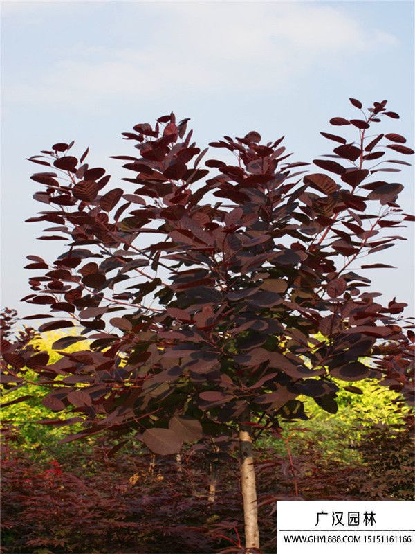 紅櫨