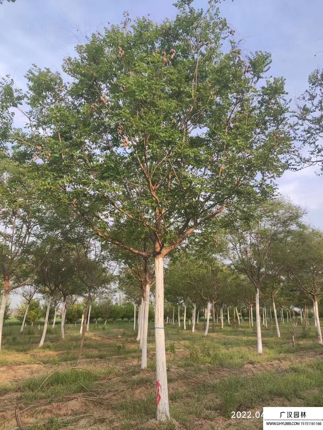 北欒