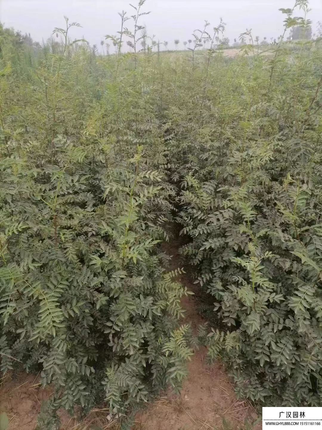 大紅袍花椒