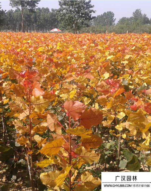 彩紅楊