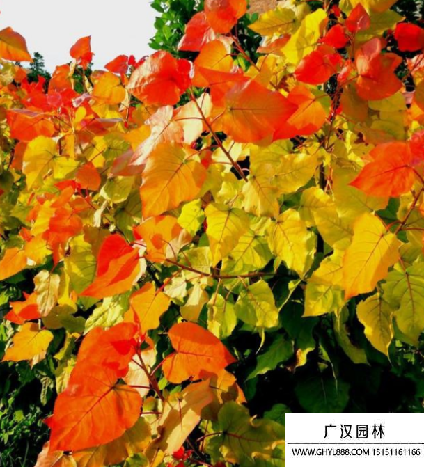 彩紅楊