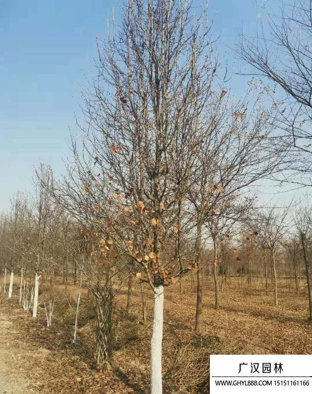 彩葉豆梨