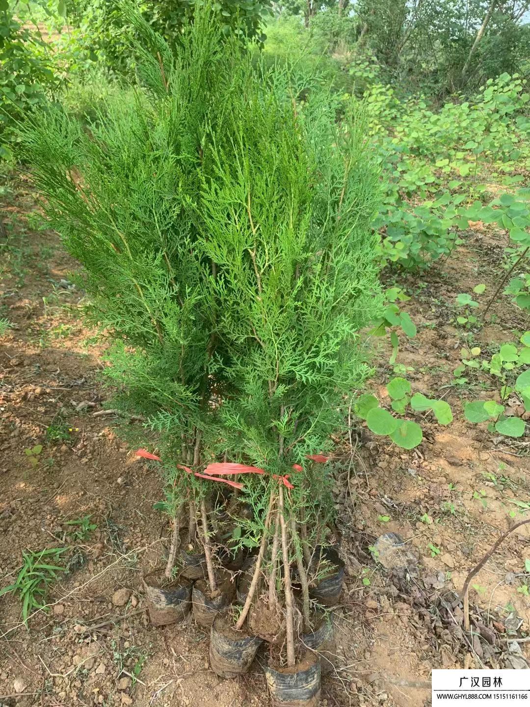 側柏小苗