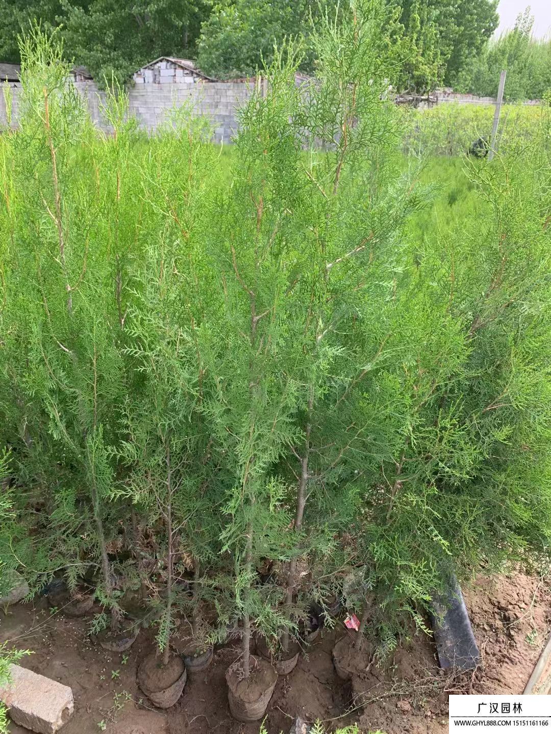 側柏小苗
