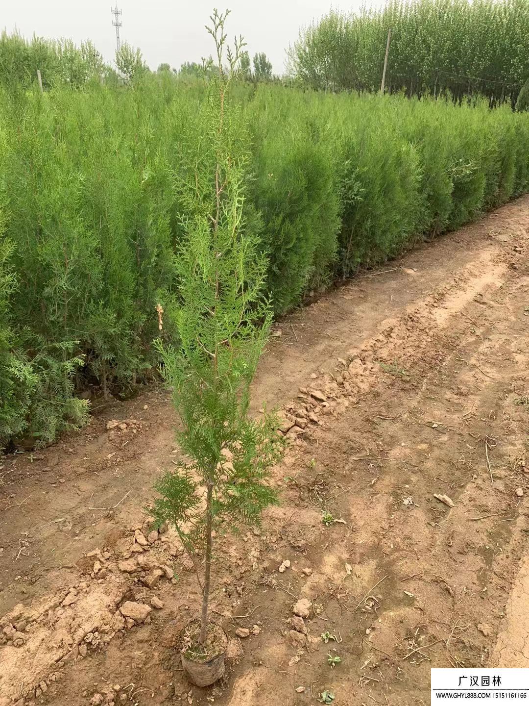 側柏小苗