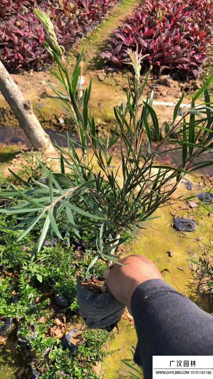 串錢柳
