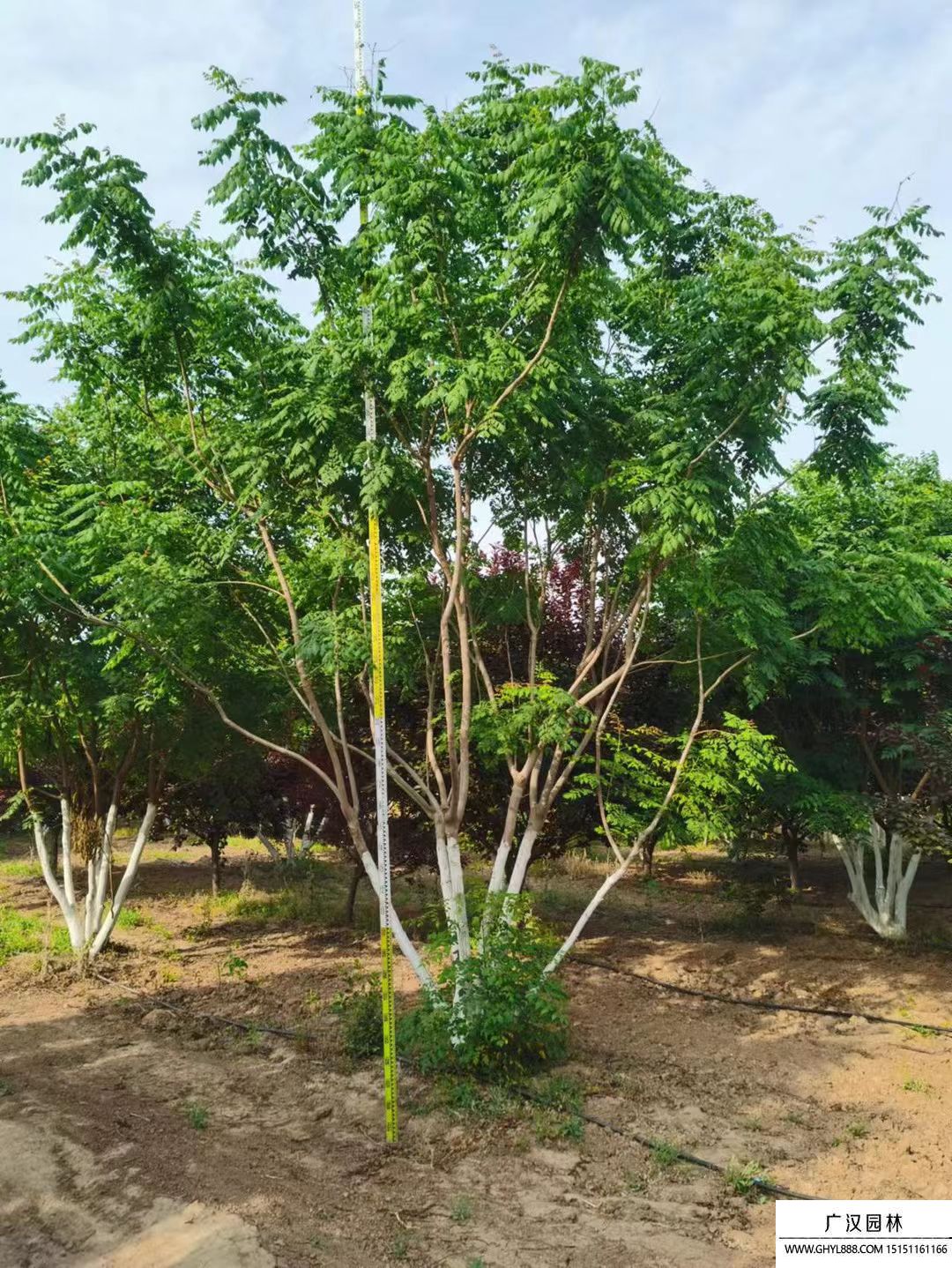 叢生欒樹