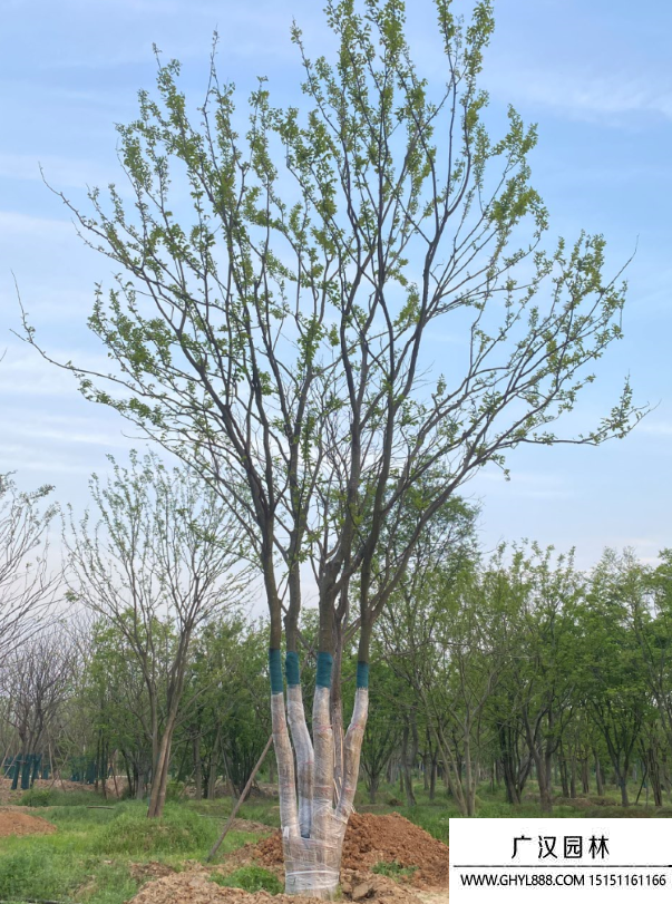 叢生樸樹
