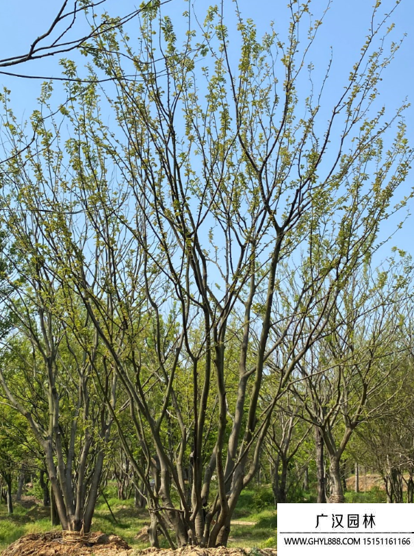 叢生樸樹